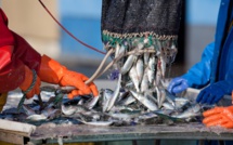 FENIP : Cap sur la durabilité de l’Industrie halieutique [INTÉGRAL]