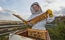 Journée mondiale des abeilles : Après sept années de sécheresse, l’apiculture agonise !