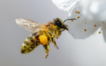 Journée mondiale des abeilles : Après sept années de sécheresse, l’apiculture agonise ! [INTÉGRAL]