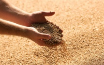 Le Maroc a importé plus de 200 000 tonnes de céréales de la Russie au premier semestre 2024