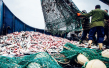 Projet de loi n°95.21 : Nouveau bouclier gouvernemental contre la pêche illicite !