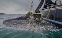 Projet de loi n°95.21 : Nouveau bouclier gouvernemental contre la pêche illicite ! [INTÉGRAL]