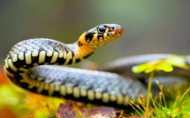 Couleuvres et vipères : Mythes et réalités sur des animaux à « sang-froid » redoutés par les estivants [INTÉGRAL]