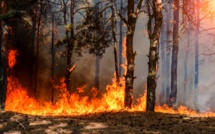 Feux de forêts : risque “moyen” à “extrême” dans les deux prochains jours (ANEF) 