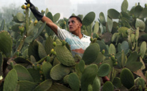 Figues de barbarie : Les producteurs en quête de traitements bios  [INTÉGRAL]