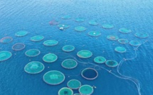 Économie Bleue : Secteur à fort potentiel, où l’essentiel reste à faire !