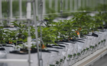 Usages licites du cannabis : plus de 3.000 autorisations délivrées depuis début 2024 (ANRAC)