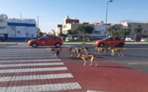 Une nouvelle stratégie des autorités publiques pour mettre fin au danger des chiens errants