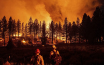 Feux de forêt : Nette réduction des incendies et des surfaces brûlées en 2024