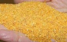 Le Maroc approuve l'importation des DDG du Brésil