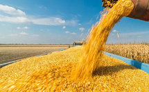 ​Approvisionnement en blé : Le Maroc a importé 222.000 tonnes en novembre de la Russie