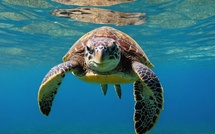 Biodiversité marine : Un Centre pour sauver les tortues marines menacées [INTÉGRAL]