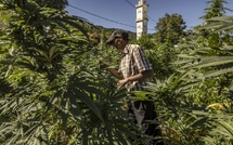 Cannabis licite : 4082 tonnes produites en 2024 (ANRAC)