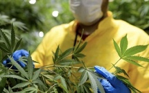 Activités liées au cannabis: 3.371 autorisations délivrées depuis début 2024