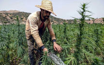Cannabis licite : Enfin une année faste pour les cultivateurs du Rif ?