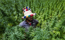 Cannabis licite : Enfin une année faste pour les cultivateurs du Rif ? [INTÉGRAL]