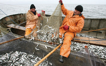 Pêche : Pause biologique pour les sardines dans les eaux du sud