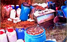 ​El Jadida : Saisie par la gendarmerie de 420 litres d’eau-de-vie illicite et 1 260 kilogrammes de figues fermentées