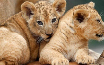 6 millions de visiteurs et 2.000 animaux : le Jardin zoologique de Rabat célèbre 13 ans d’engagement pour la biodiversité