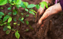 Dakhla: la Fondation du Haut Atlas envisage la plantation de 350.000 arbres par an