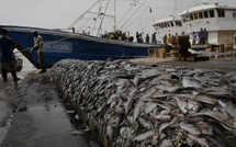 ​El Jadida :  Bilan provisoire des débarquements de la pêche