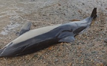 ​Un dauphin échoué retrouvé mort sur la plage d'El Jadida
