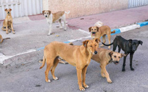 Gestion des chiens errants : Un virage éthique engagé bien avant le Mondial 2030 [INTÉGRAL]
