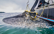 Pêche maritime : La sécheresse affecte-t-elle vraiment nos océans ? [INTÉGRAL]