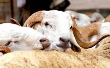 Doukkala - Débat autour de l'Aïd Al Adha: Un impact notable sur les marchés hebdomadaires des ovins