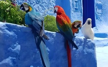 Protection des animaux : La polémique de Chaouen signe-t-elle le début du durcissement ? [INTÉGRAL]