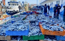 A l'orée du mois sacré de Ramadan : Le retour des sardines, un souffle de fraîcheur sur les marchés à El Jadida