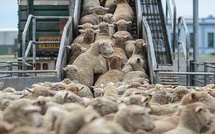 Le Maroc se lance dans l'importation du bétail australien 