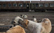 Aucune campagne d’abattage de chiens errants en cours, assurent les autorités Marocaines