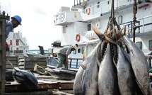 Pêche maritime: La stratégie Halieutis conforte le leadership du Maroc dans le secteur (Journal espagnol)