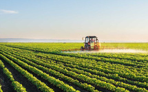 Les récentes précipitations ravivent l’espoir des agriculteurs du bassin du Loukkos