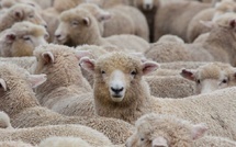 Aïd Al-Adha : Importation de 100.000 moutons australiens  pour stabiliser le marché