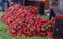 Fraises marocaines : l'ONSSA dément les rumeurs sur une supposée contamination