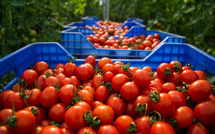 Les exportations de tomates marocaines vers l’UE bondissent de 47 %, dépassant l’Espagne