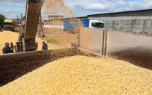 Céréales marocaines: Une opportunité pour l’Espagne, un casse-tête pour ses agriculteurs