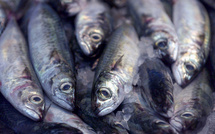 Consommation : Entre biologie, terroir et débat public… Les mille visages de la sardine
