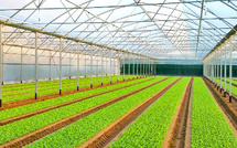 Agriculture : Le Maroc, nouvel acteur incontournable du marché mondial des serres