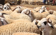 Viande rouge: L’ONSSA rassure sur la sécurité et la santé du cheptel national