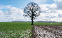 Pluies tardives : La saison agricole est-elle vraiment sauvée ?