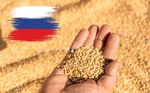 La Russie suspend l'exportation d'un lot de blé infesté vers le Maroc