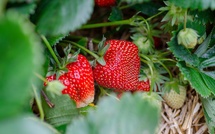 Agriculture : Les fraises marocaines victimes des récentes pluies ?