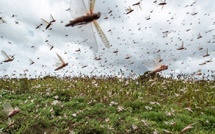 Criquets pèlerins : Pulvérisation aérienne pour stopper l’invasion
