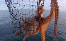 Interdiction temporaire de la pêche de la Seiche au sud de Sidi Ghazi