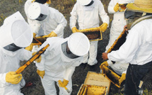 Filière apicole : Ces pluies qui redonnent des ailes aux abeilles [INTÉGRAL]