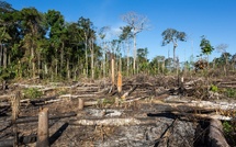 ​Déforestation et dégradation des forêts : La loi UE aux conséquences désastreuses pour les Etats subsahariens