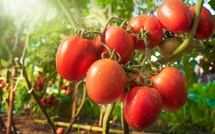 Tomates : Hausse significative des exportations marocaines vers la Norvège